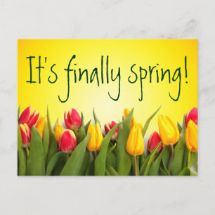 Finally Spring Colourful Spring Tulips Yellow Postcard