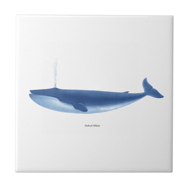 Finback Whale no. 4 Marine Mammal Nautical Decor Tile (Front)