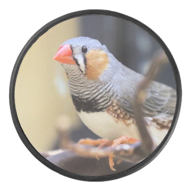 Finch (Devant)