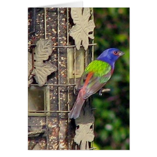 finch-1-feb5-06 (Front)