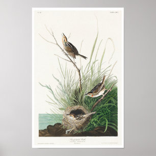 Finch à queue fine par Audubon Poster