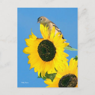 Finch and Flower Postcard
