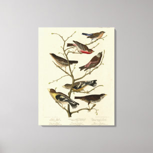 Finch, Bunting, Grosbeak, Audubon Birds of America Canvas Print