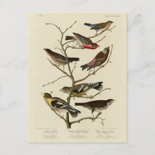 Finch, Bunting, Grosbeak, Audubon Birds of America Postcard