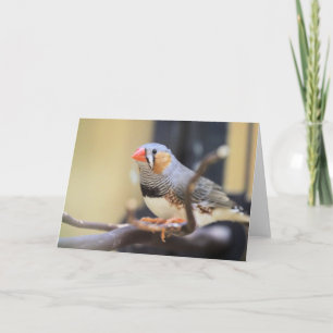 Finch Card
