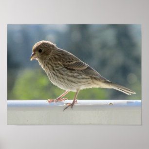 Finch in the Morning Sun. Poster