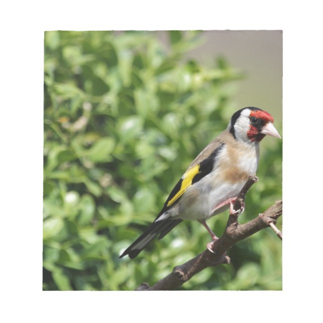 FInch Notepad (Front)