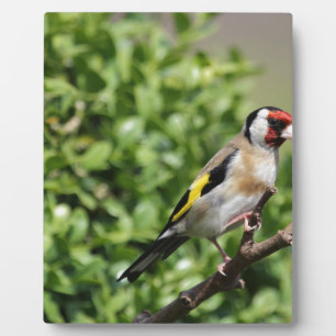 FInch Plaque