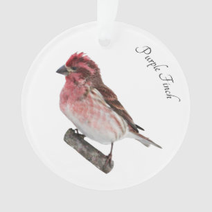 Finch pourpre