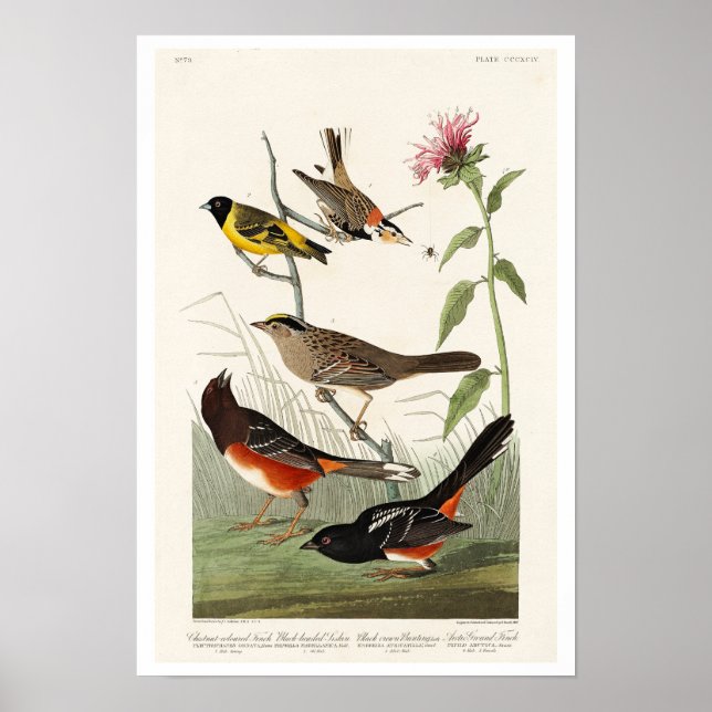 Finch, Siskin, Bunting by Audubon Poster (Front)