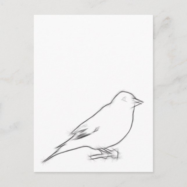Finch Sketch Postcard (Front)