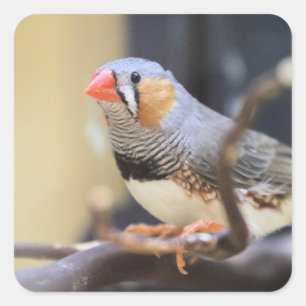 Finch Square Sticker