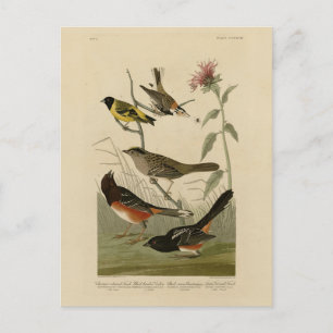 Finch, Towhee, Sparrow, Audubon's Birds of America Postcard