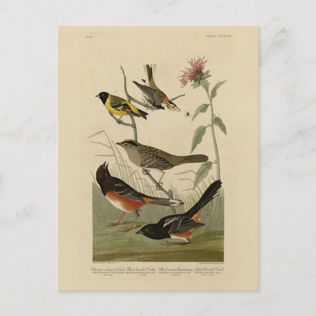 Finch, Towhee, Sparrow, Audubon's Birds of America Postcard (Front)