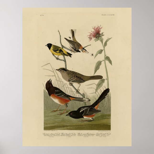 Finch, Towhee, Sparrow, Audubon's Birds of America Poster (Front)