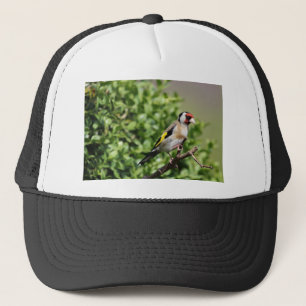 FInch Trucker Hat