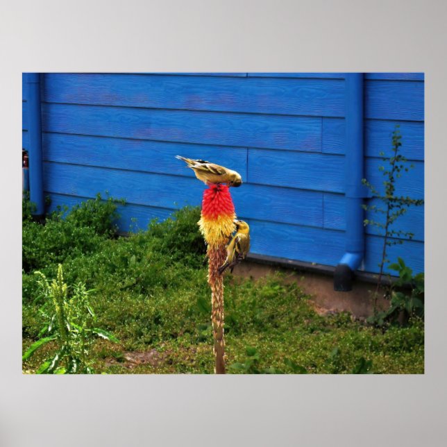 Finches Feeding Poster (Front)