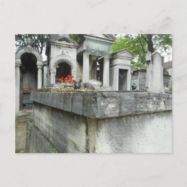 Find a Cat! Postcard (Front)