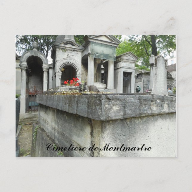 Find a Cat! (text) Postcard (Front)