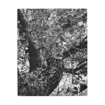 Find me in the trees 