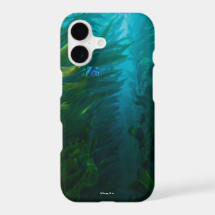 Finding Dory   Cache-cache - Varech