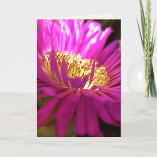 finding the light - macro photography card (Front)