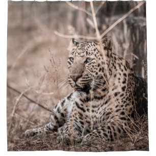 Fine art image of Huge wild male leopard or panthe