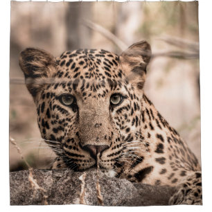 Fine art image of male leopard or panther portrait