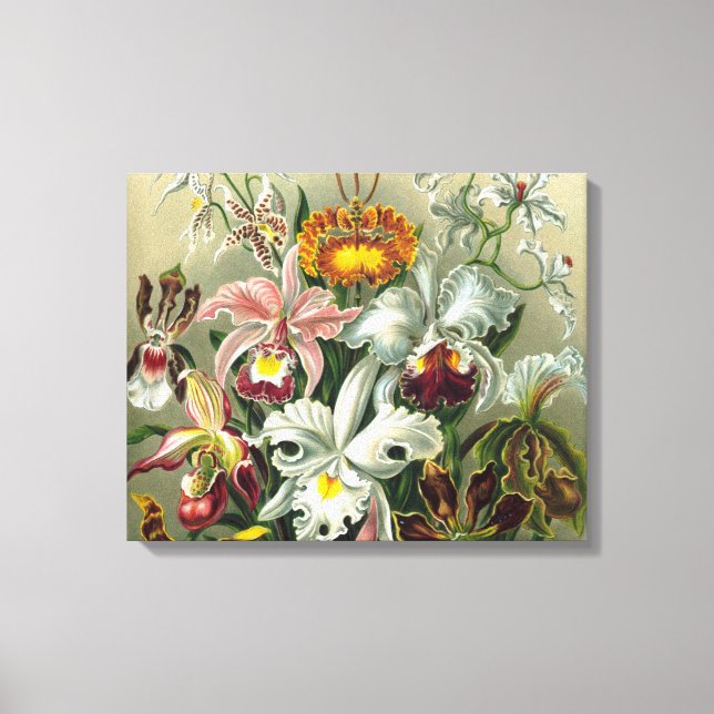 Fine Art Orchids - Art Forms of Nature Canvas Print (Front)
