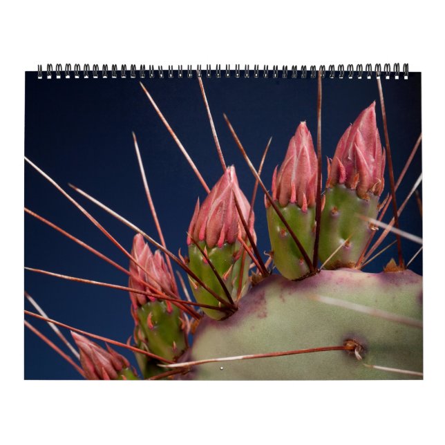 Fine Art Photography of Cacti and Succulents Calendar (Cover)
