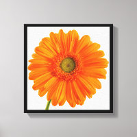 Fine Art Photography Orange Gerbera Daisy flower
