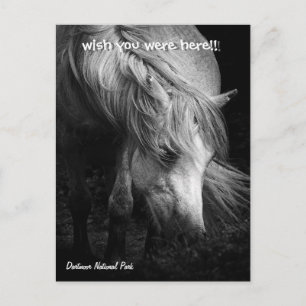 Fine Art Pony Head and Mane postcard
