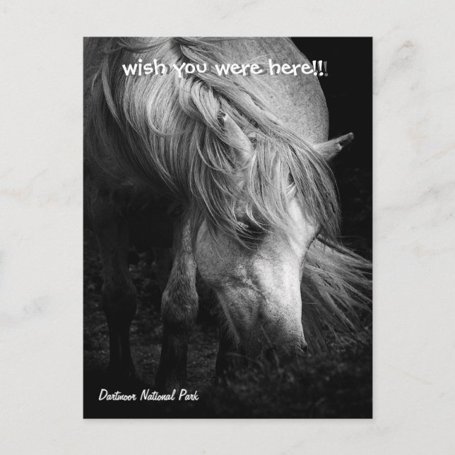 Fine Art Pony Head et carte postale Mane (Devant)