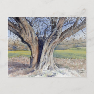 Fine Art Postcard- Ancient English Tree Postcard