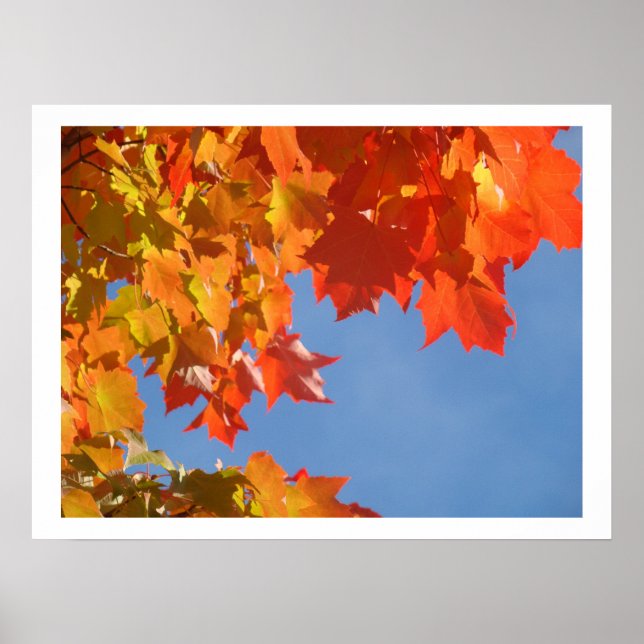 Fine Art Prints nature Colourful Autumn Fall Leave (Front)