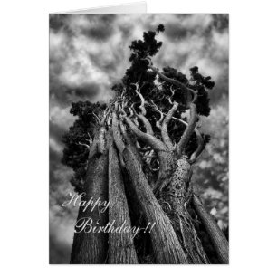 Fine Art Surreal Trees in Black and White