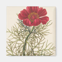 Fine Leaved Paeony