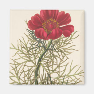 Fine Leaved Paeony Magnet