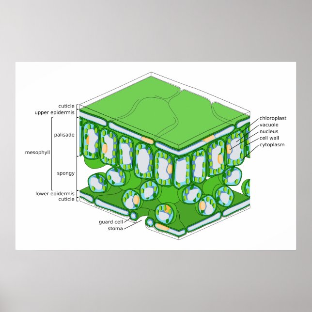 Fine Scale Structure of a Leaf Diagram Poster (Front)