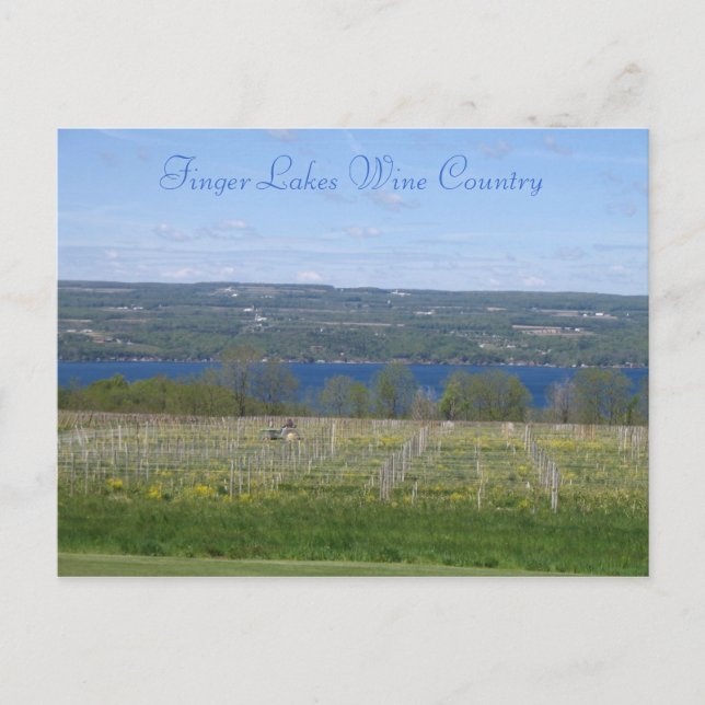 Finger Lakes Wine Country Postcard (Front)