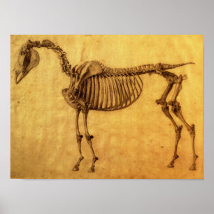 Finished Study for the First Skeletal Table Poster