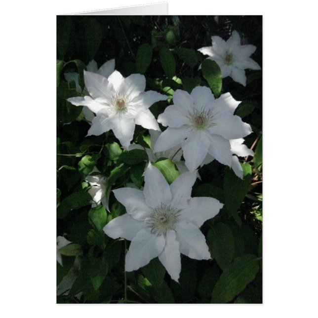 Finnish-Hyvää Syntymäpäivää-white flower (Front)