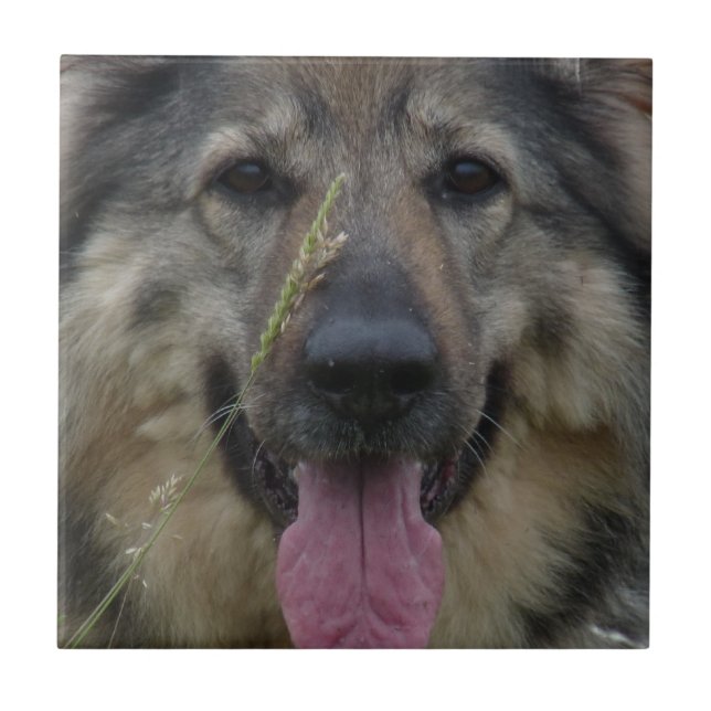 Finnish Lapphund Tile (Front)
