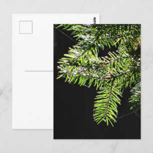 Fir tree postcard
