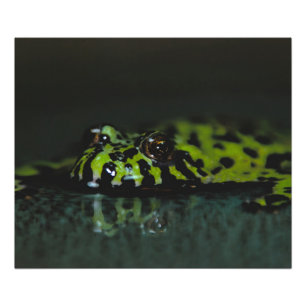 Fire Bellied Toad SideView Photo Print