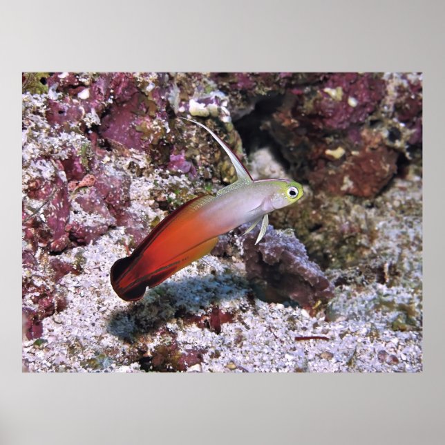 Fire Dart Goby Poster (Front)