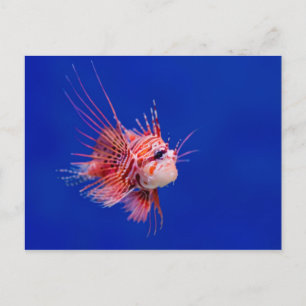Fire Fish Postcard