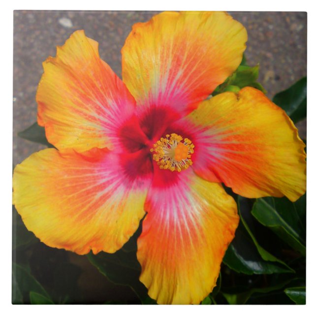 Fire Flower Canvas Tile (Front)