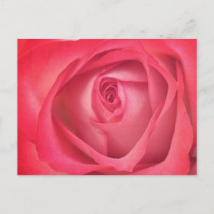 Fire & Ice Rose Postcard