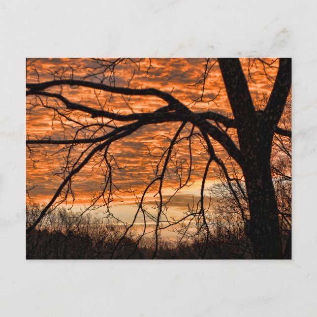 Fire in the Winter Morning Sky Postcard (Front)